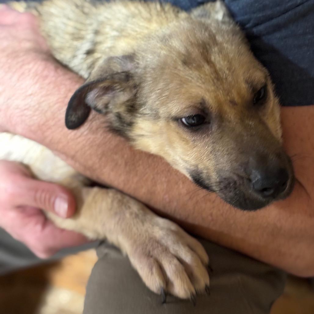 Willy, Adoptable, Puppy Male Mixed Breed.