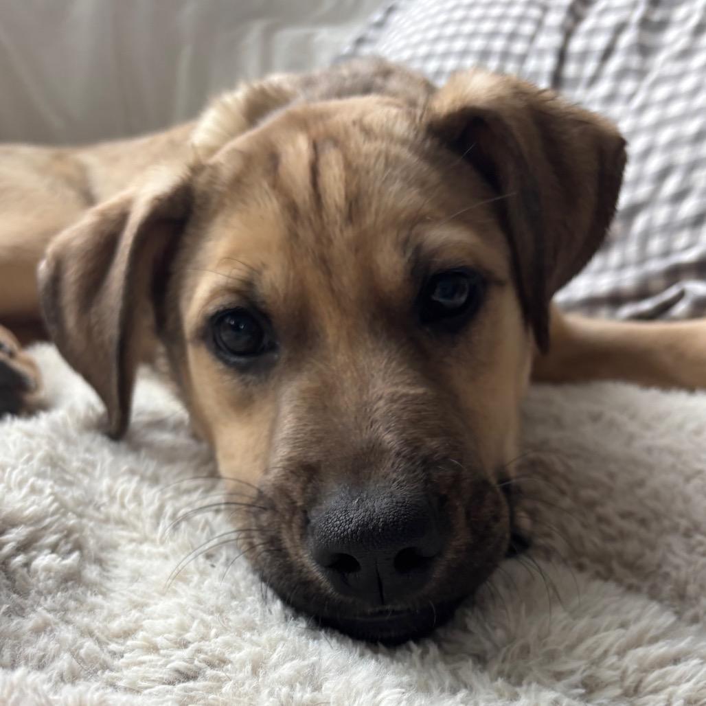 Enlarge Willy, a Adoptable Mixed Breed in Farmington, MN image 2/6