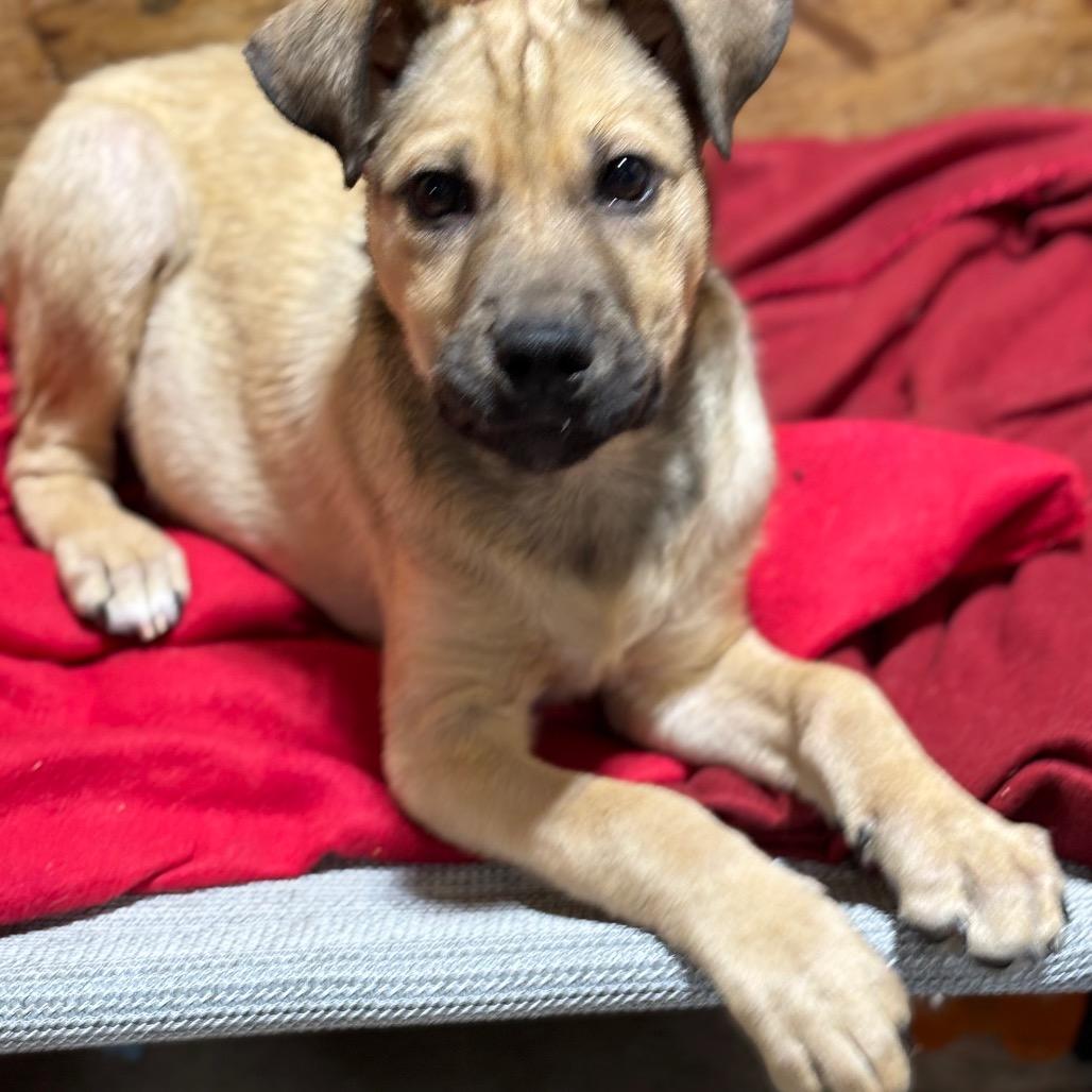 Willy, a Adoptable Mixed Breed in Buffalo, MN image 2/6