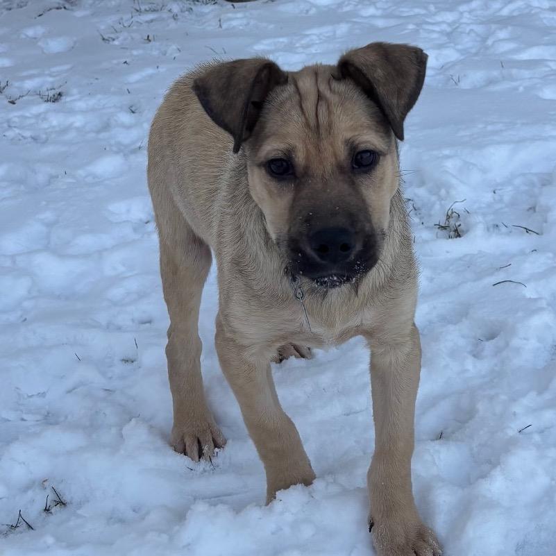 Willy, Adoptable, Puppy Male Mixed Breed.