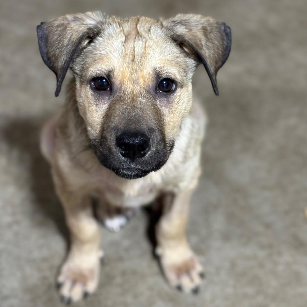 Willy, a Adoptable Mixed Breed in Buffalo, MN image 4/6