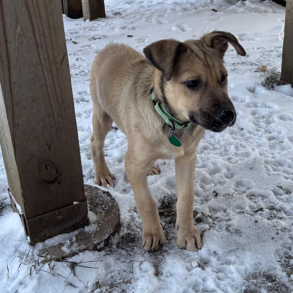 Willy, a Adoptable Mixed Breed in Buffalo, MN image 5/6