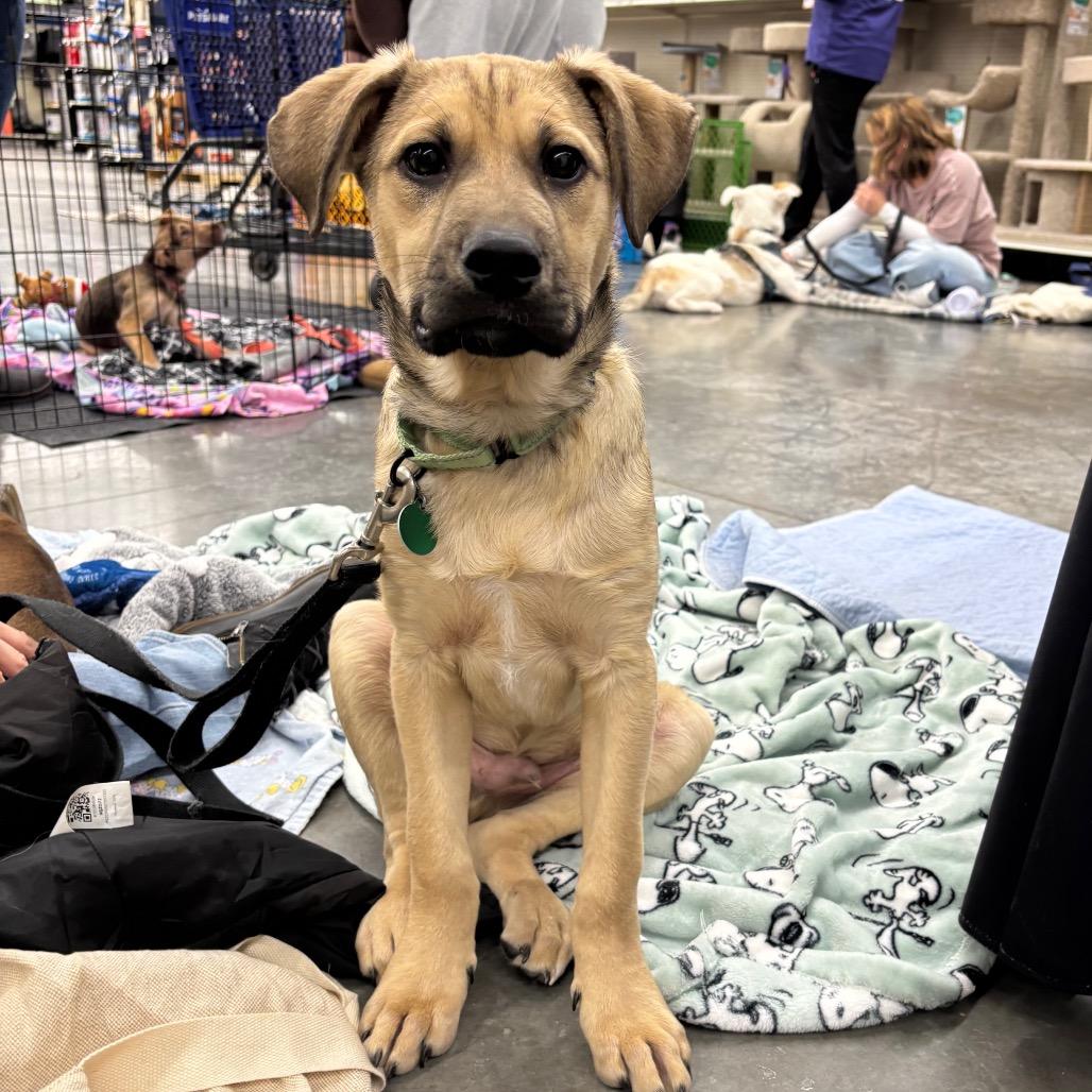 Enlarge Willy, a Adoptable Mixed Breed in Farmington, MN image 4/6