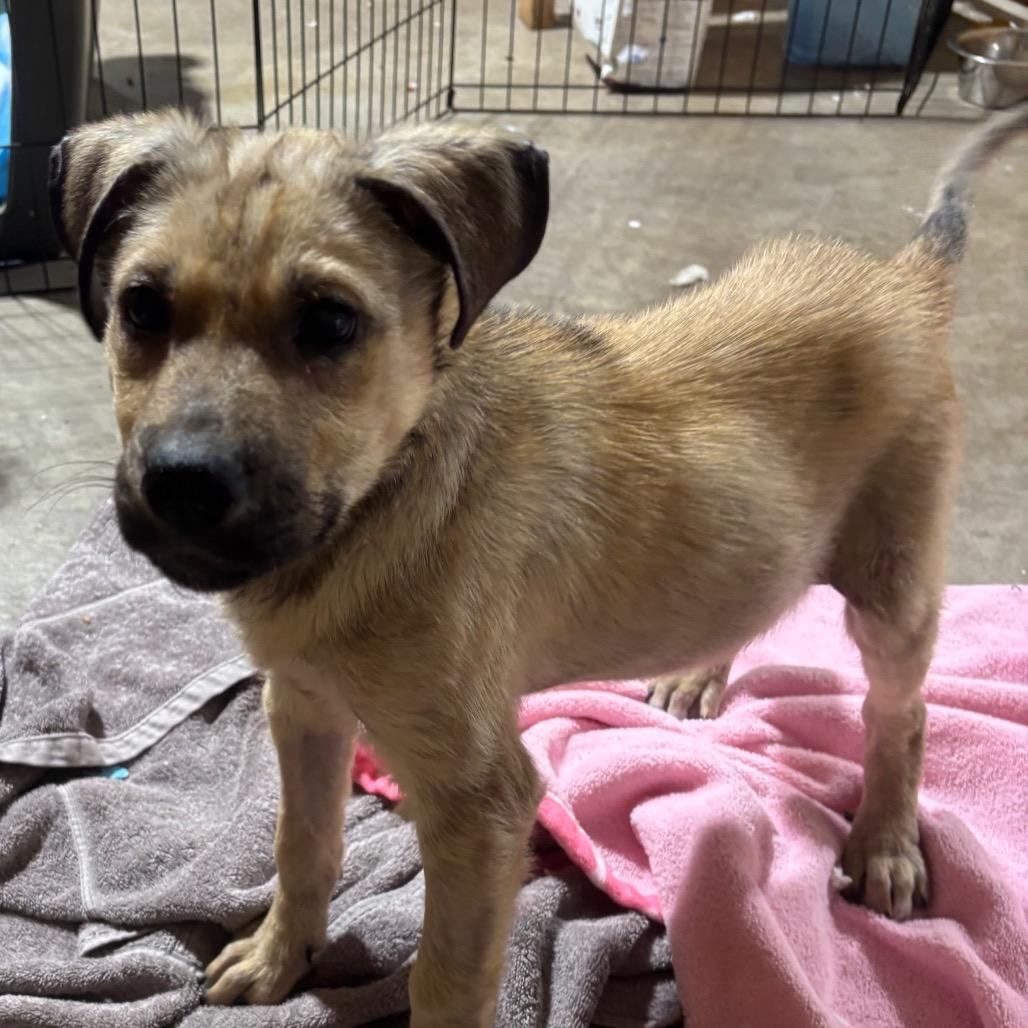 Willy, a Adoptable Mixed Breed in Buffalo, MN image 6/6