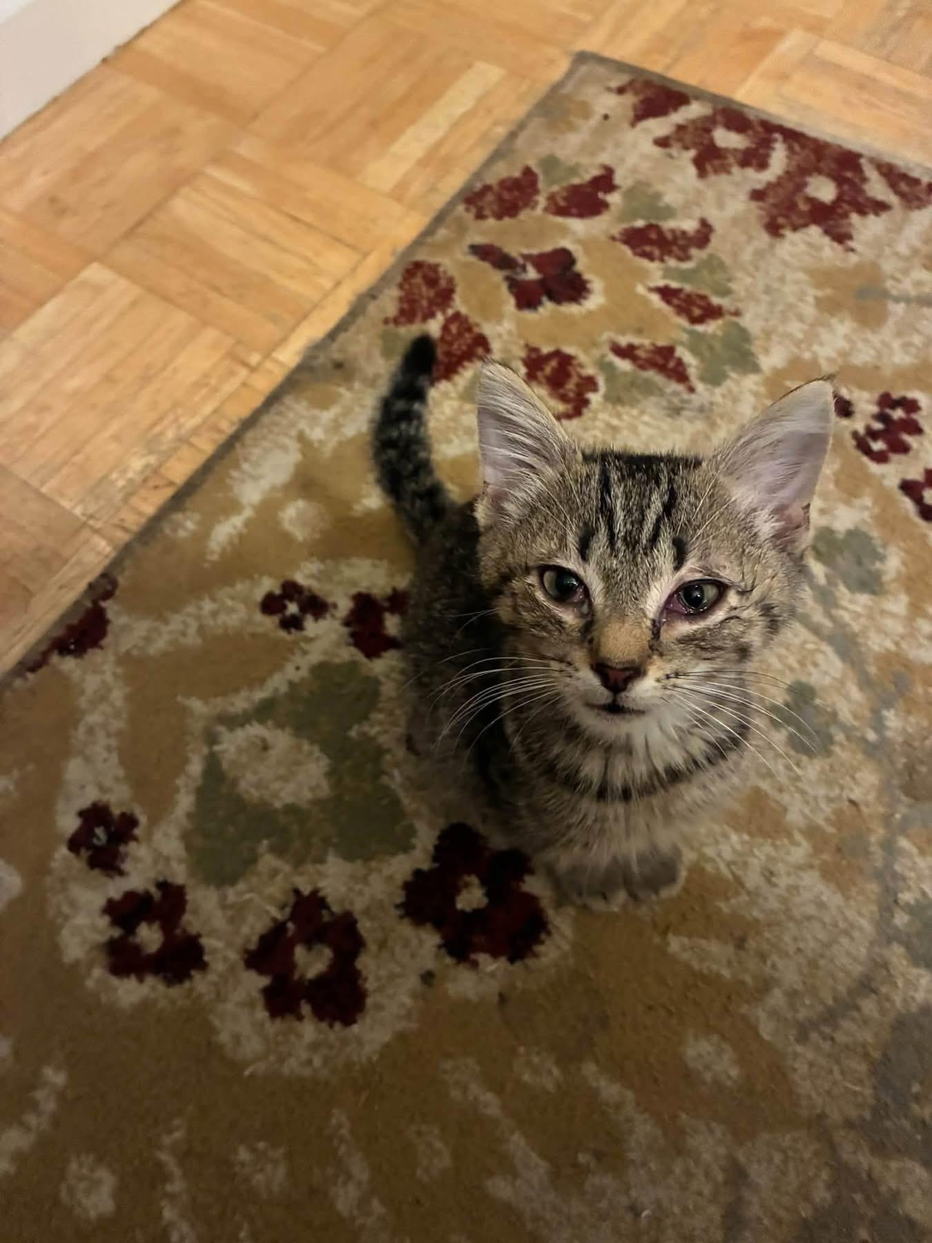 Enlarge Maverick, a Adoptable Domestic Short Hair in Pompton Lakes, NJ image 3/4