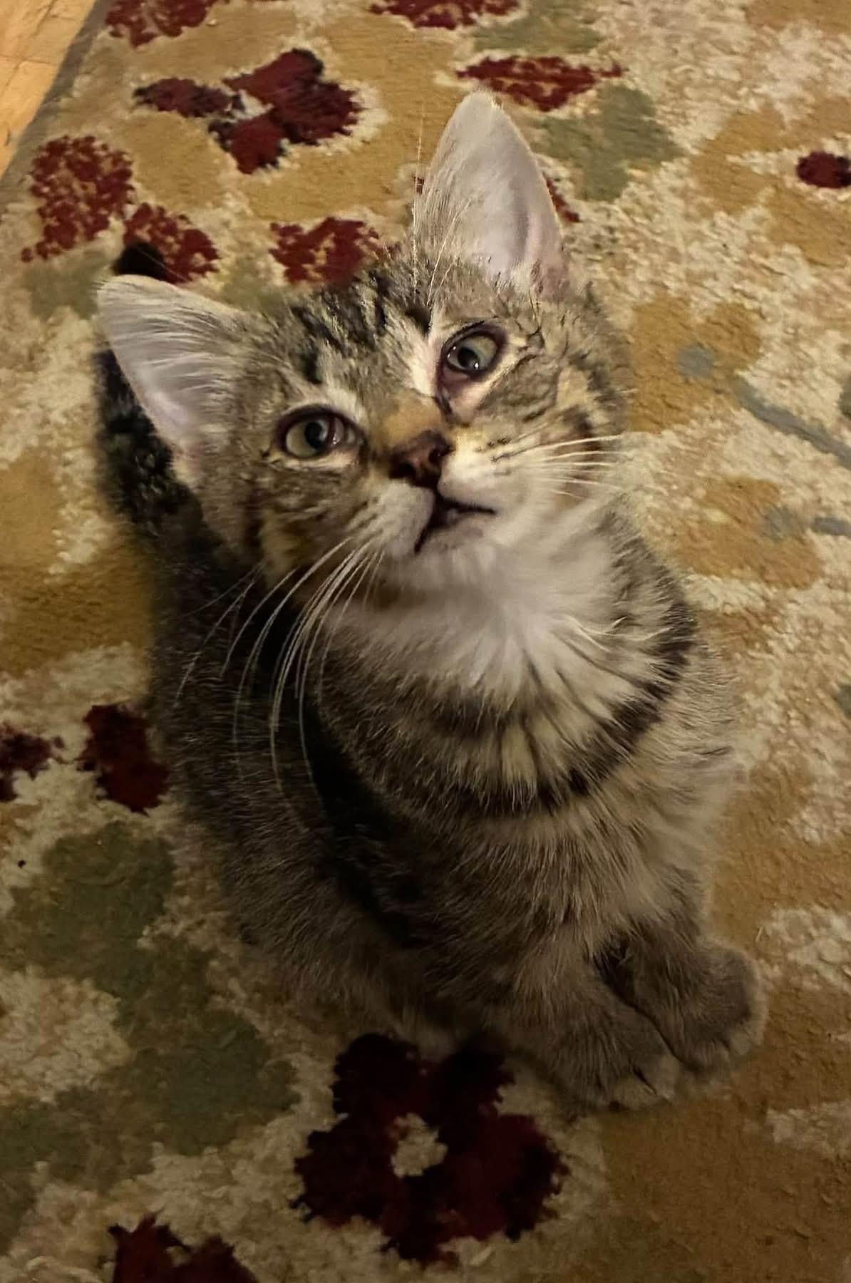 Enlarge Maverick, a Adoptable Domestic Short Hair in Pompton Lakes, NJ image 1/4