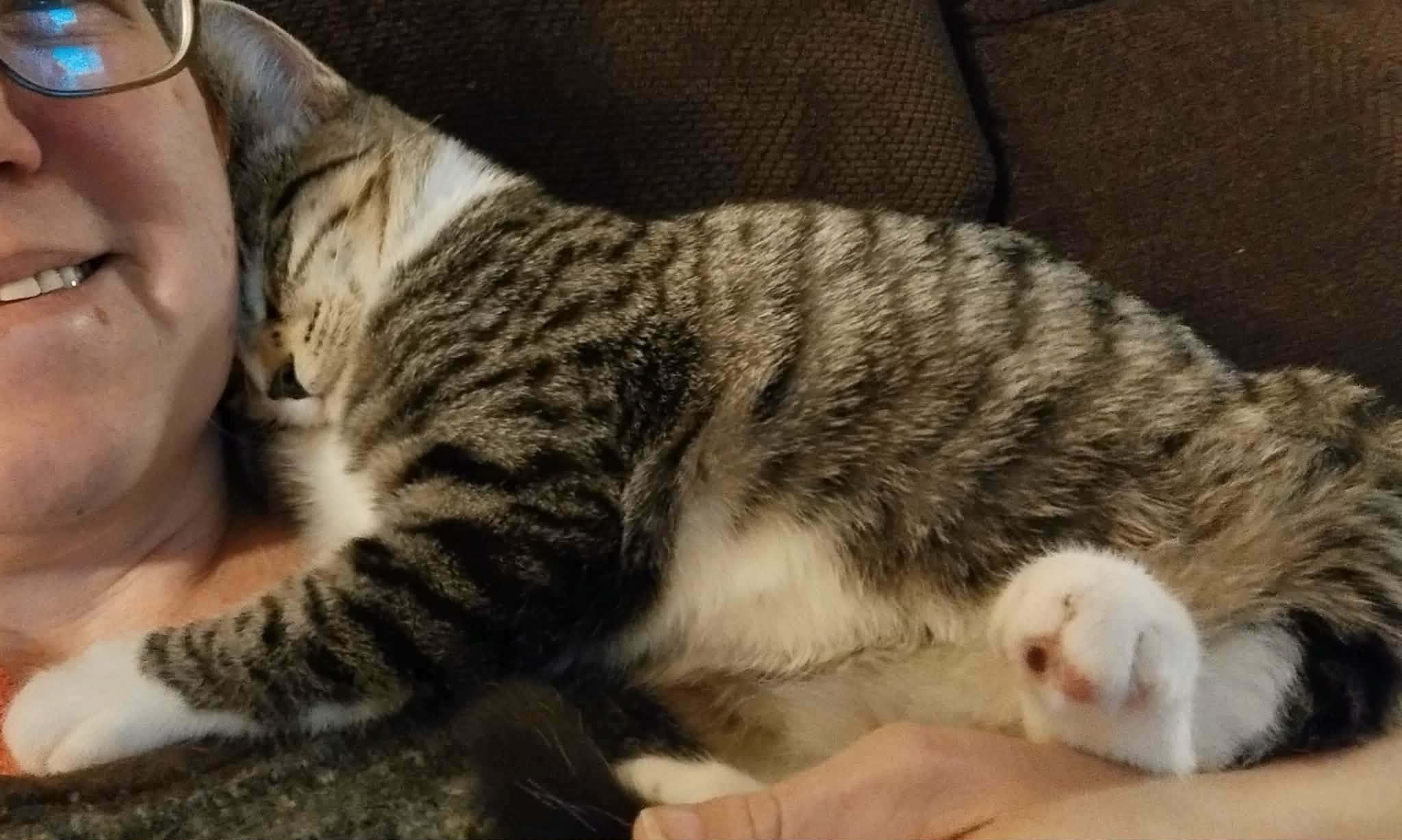 Enlarge  Theodore - "The Hopeless Romantic" - Courtesy Post, an adoptable Domestic Short Hair in Anoka, MN image 6/6