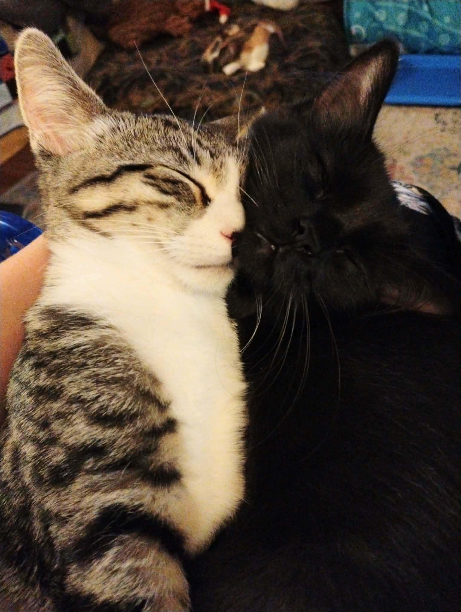 Enlarge  Theodore - "The Hopeless Romantic" - Courtesy Post, an adoptable Domestic Short Hair in Anoka, MN image 4/6