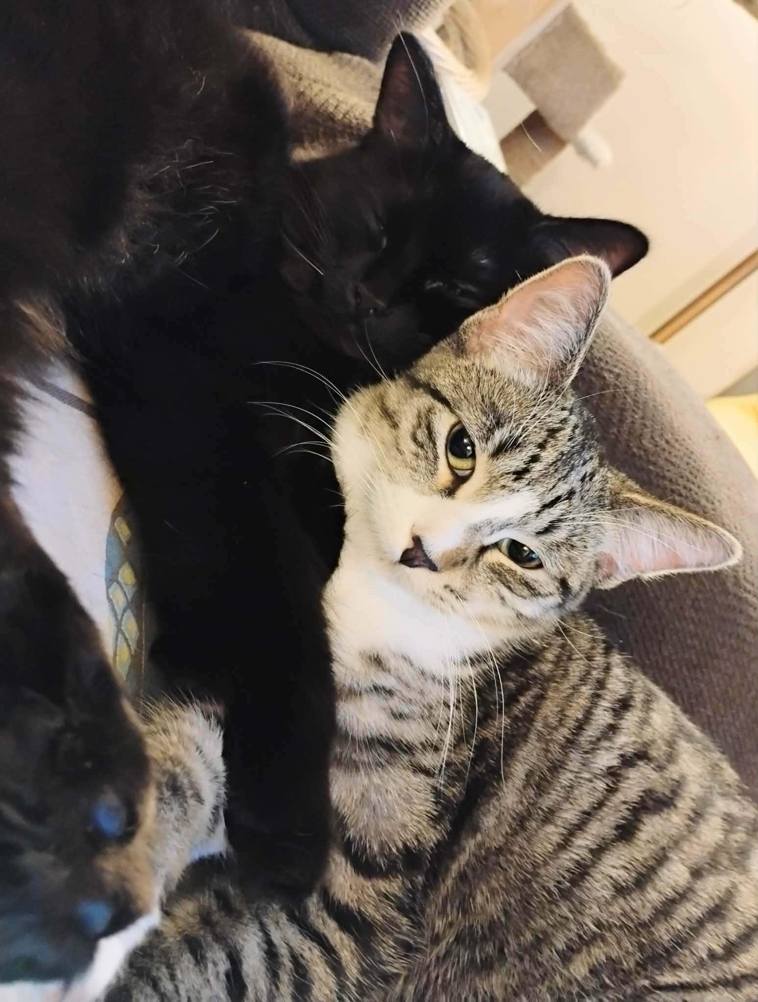 Enlarge  Theodore - "The Hopeless Romantic" - Courtesy Post, an adoptable Domestic Short Hair in Anoka, MN image 5/6