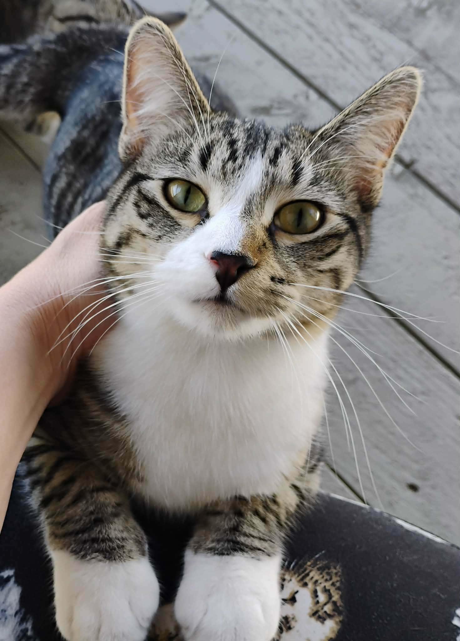  Theodore - "The Hopeless Romantic" - Courtesy Post, adoptable, Kitten Male Domestic Short Hair.