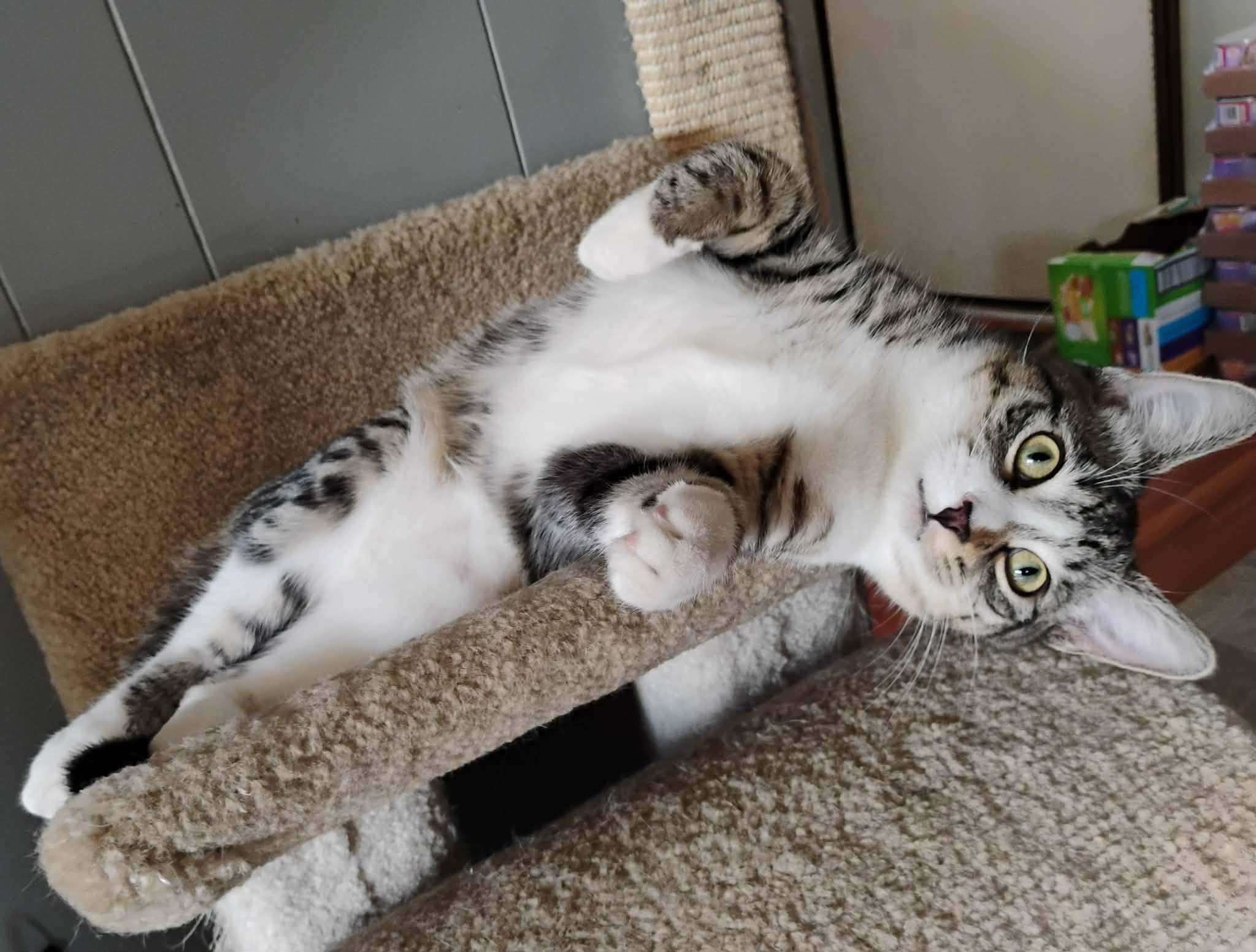 Enlarge  Theodore - "The Hopeless Romantic" - Courtesy Post, an adoptable Domestic Short Hair in Anoka, MN image 2/6