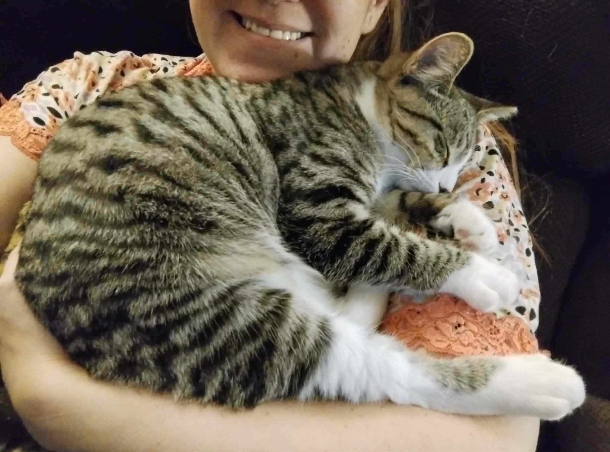 Enlarge  Theodore - "The Hopeless Romantic" - Courtesy Post, an adoptable Domestic Short Hair in Anoka, MN image 3/6