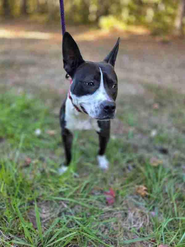 Gypsy, a Adoptable mixed breed in Salisbury, MD image 1/2