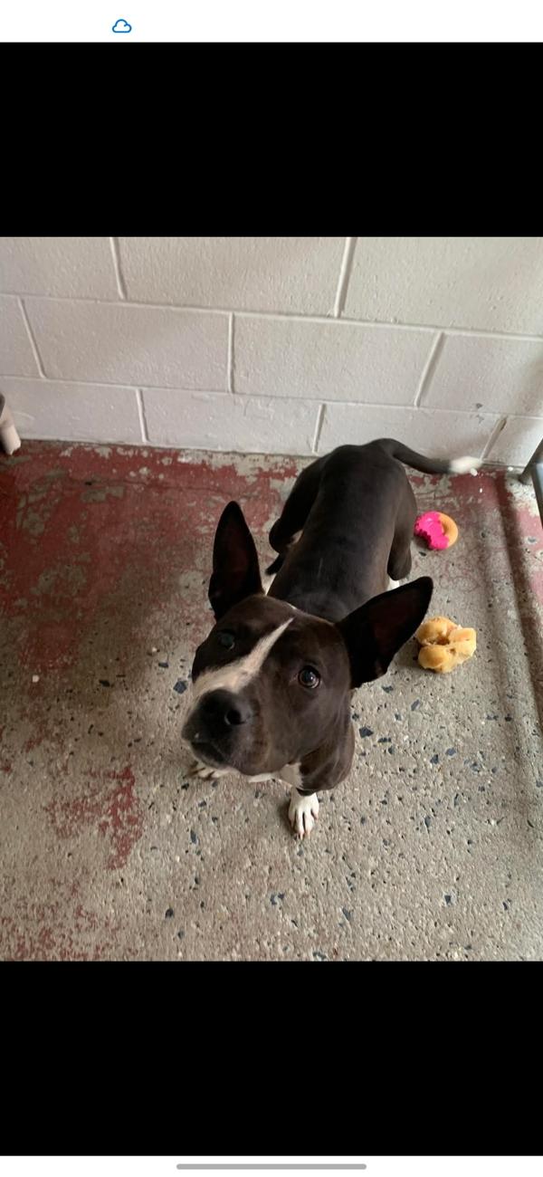 Gypsy, a Adoptable mixed breed in Salisbury, MD image 2/2