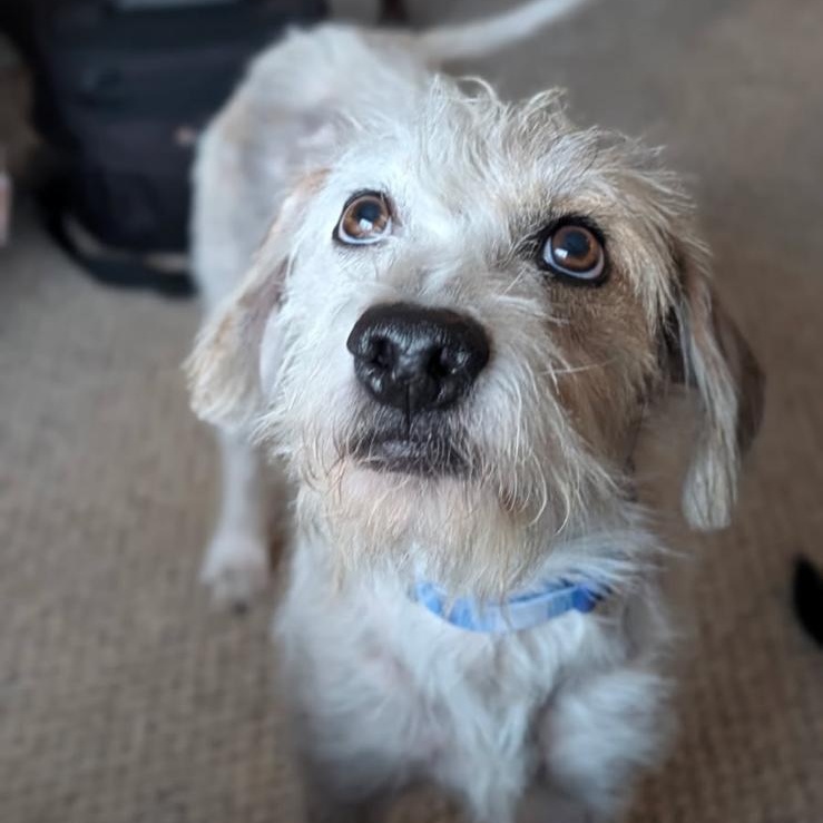 Axel, a ADOPTABLE mixed breed in Williamsburg, ON image 6/6