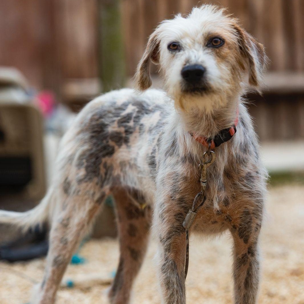 Axel, a ADOPTABLE mixed breed in Williamsburg, ON image 2/6