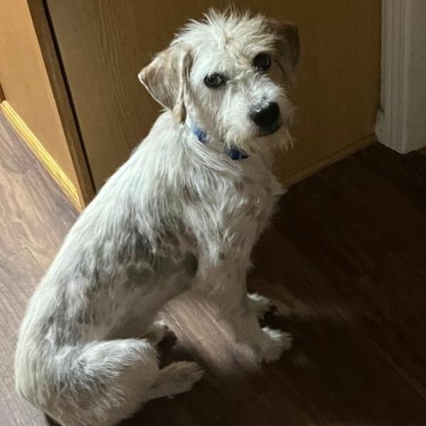 Axel, a ADOPTABLE mixed breed in Williamsburg, ON image 4/6