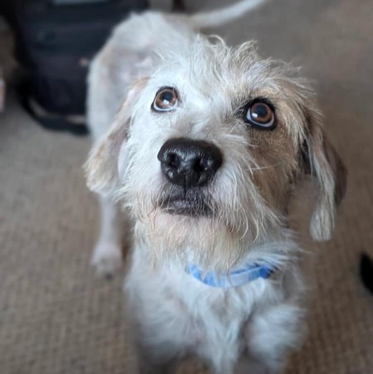 Axel, a ADOPTABLE mixed breed in Williamsburg, ON image 5/6