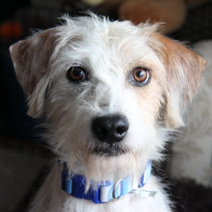 Axel, ADOPTABLE, Adult Male Border Terrier.