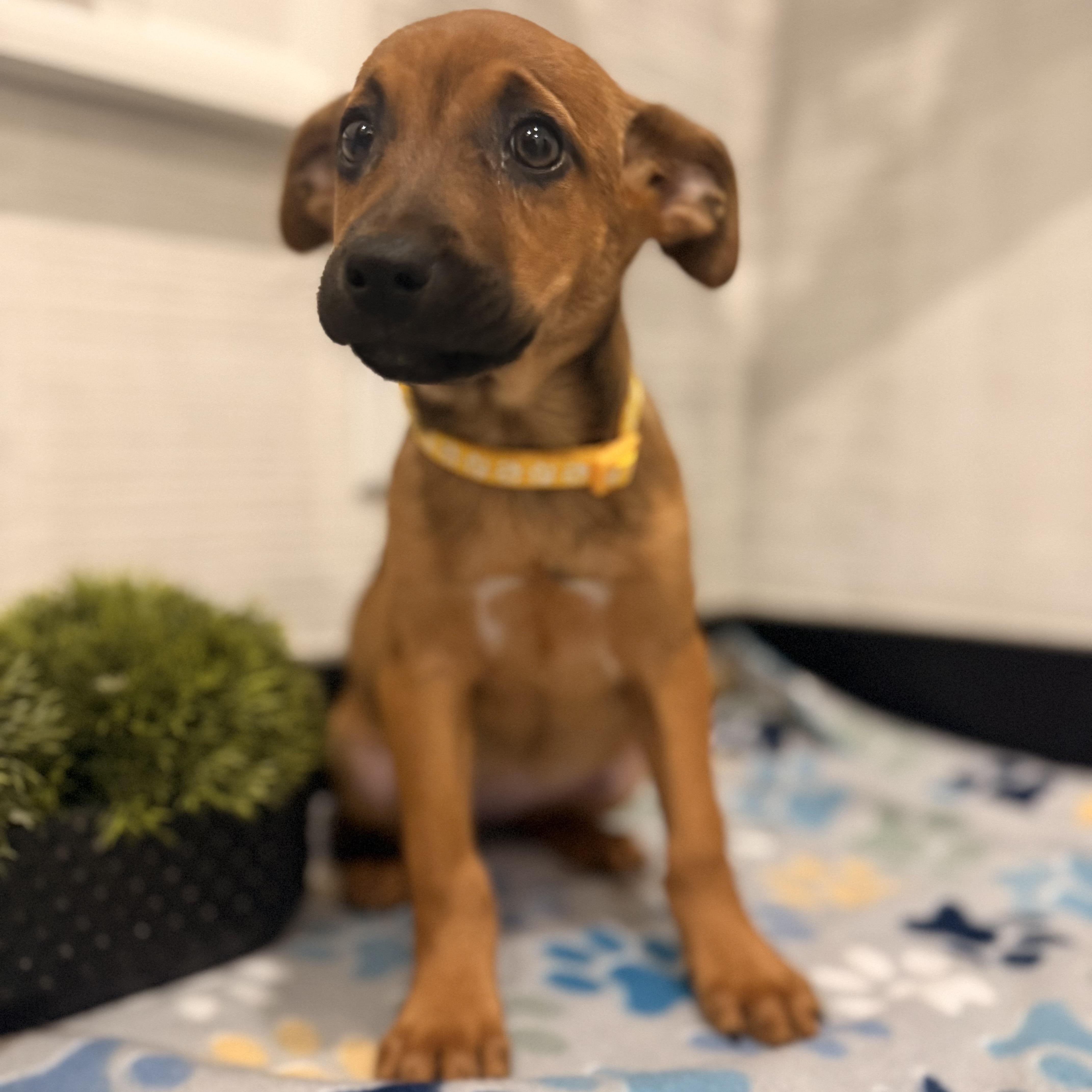 Pecan - Thanksgiving Litter