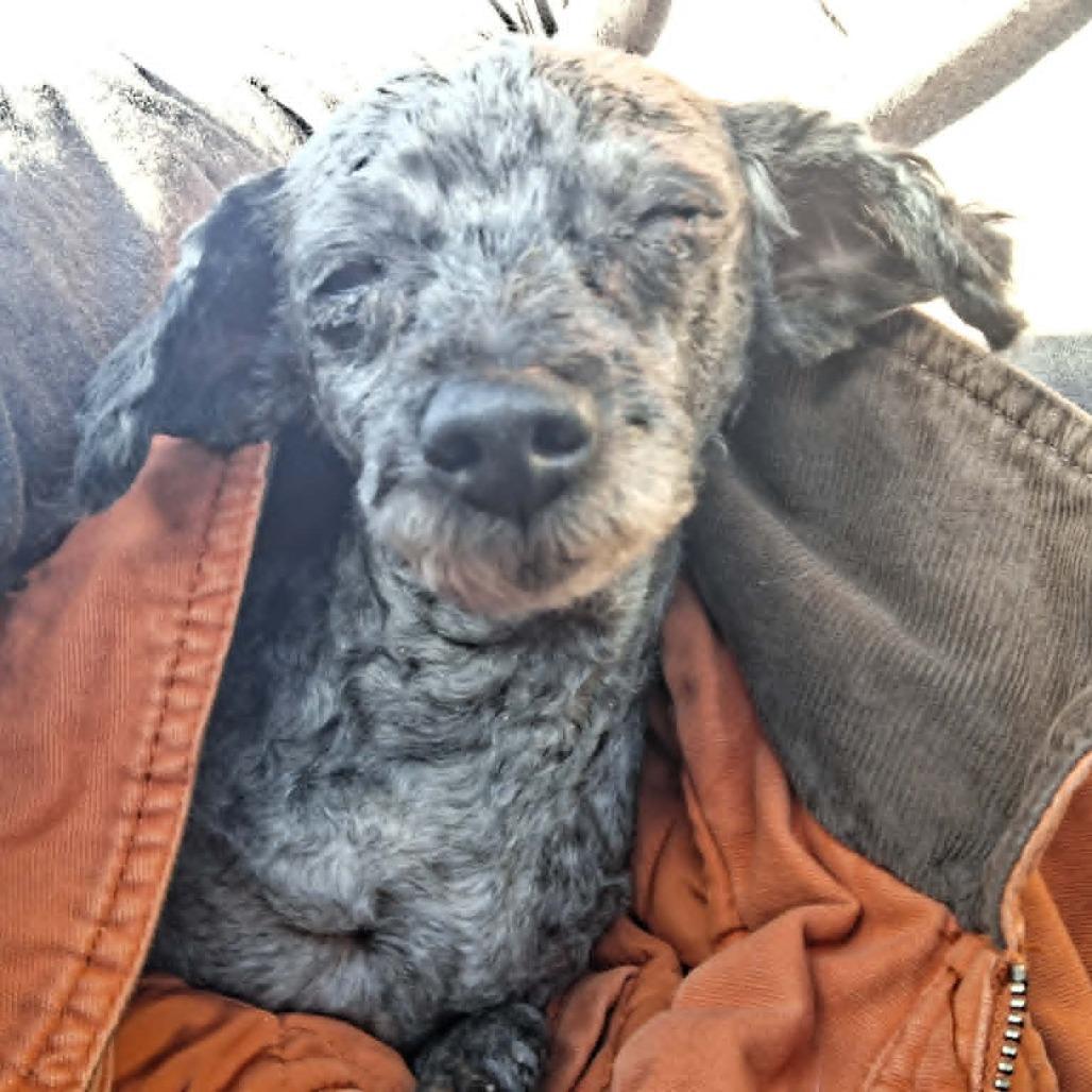 Matty, Adoptable, Senior Female Miniature Poodle.