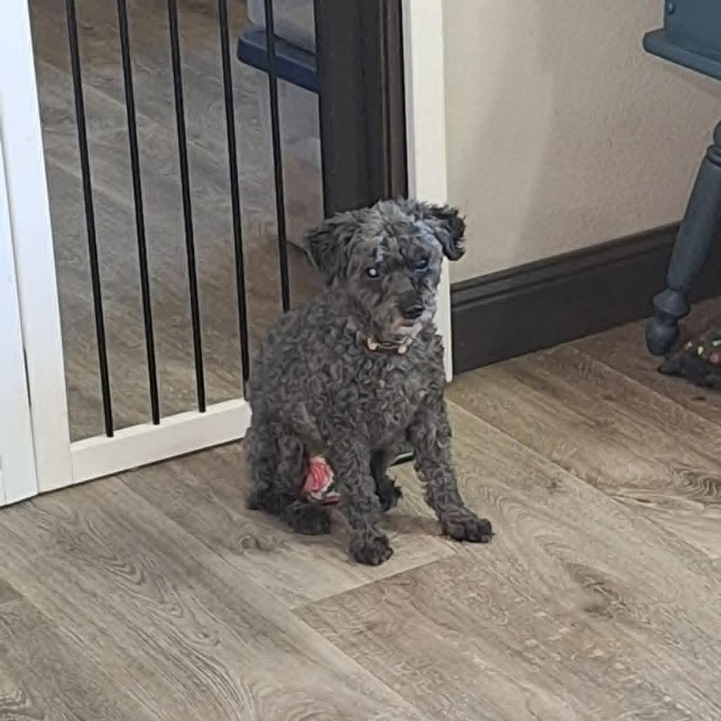 Enlarge Matty, a Adoptable Miniature Poodle in Dover, AR image 2/5