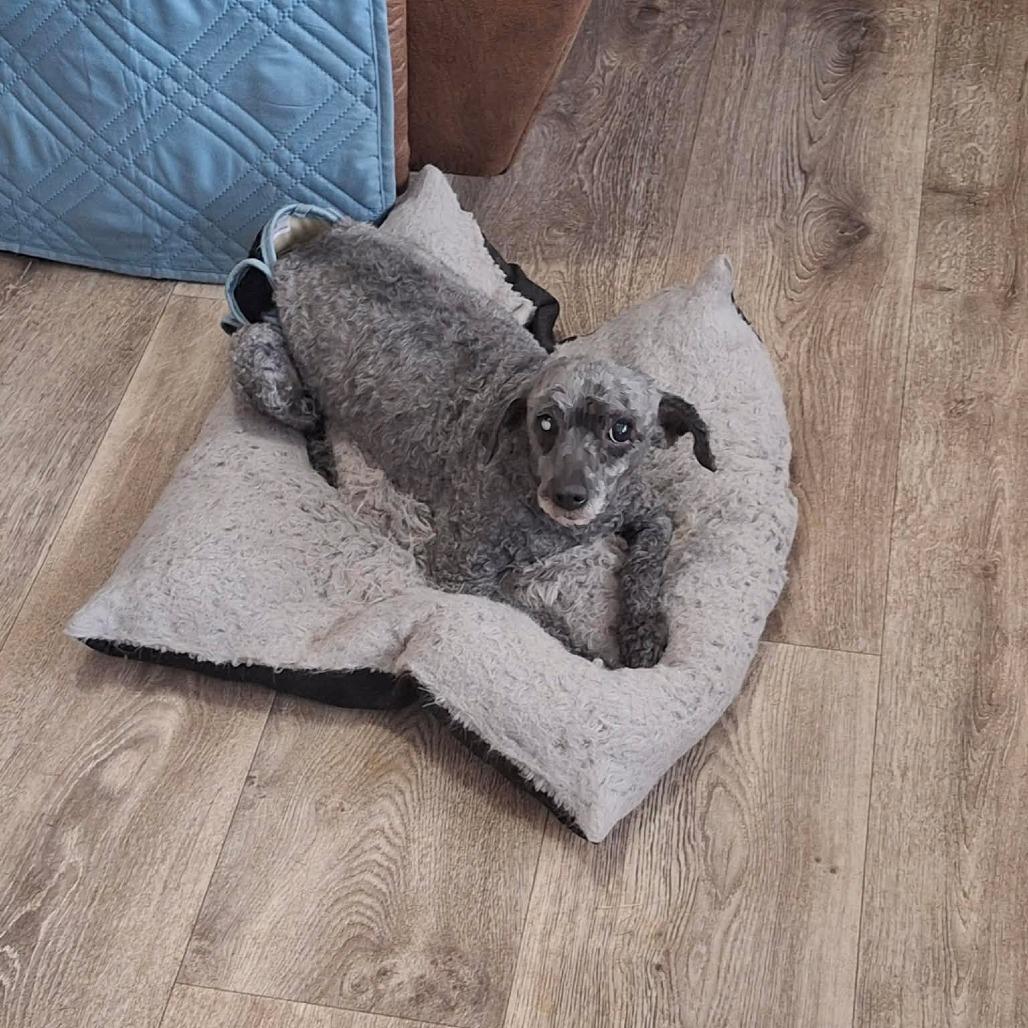 Enlarge Matty, a Adoptable Miniature Poodle in Dover, AR image 3/5