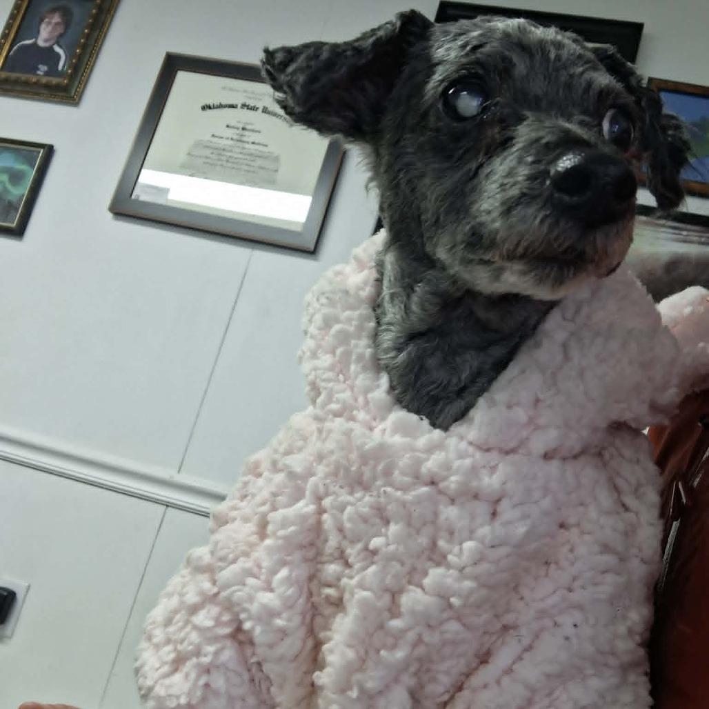 Enlarge Matty, a Adoptable Miniature Poodle in Dover, AR image 4/5