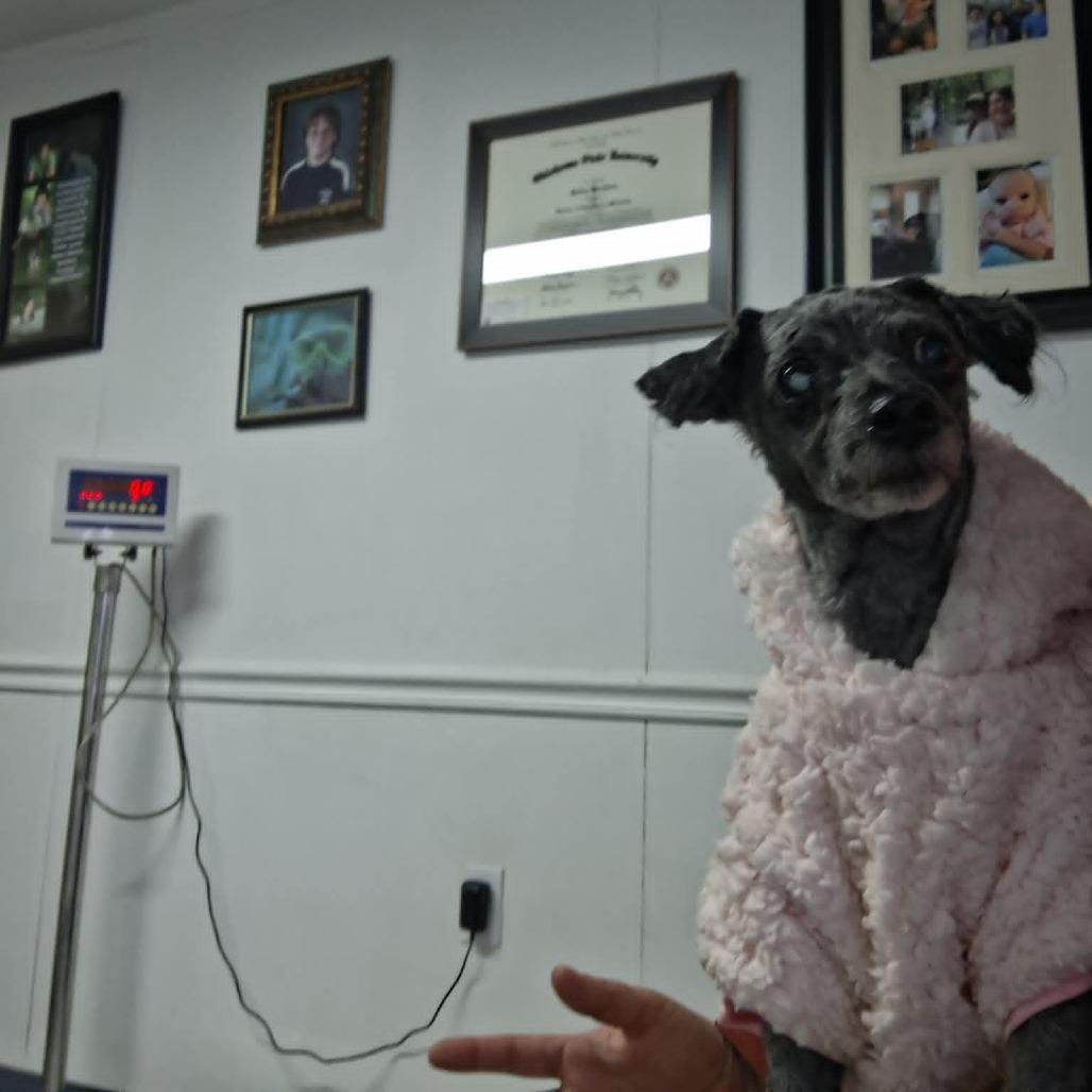 Enlarge Matty, a Adoptable Miniature Poodle in Dover, AR image 5/5