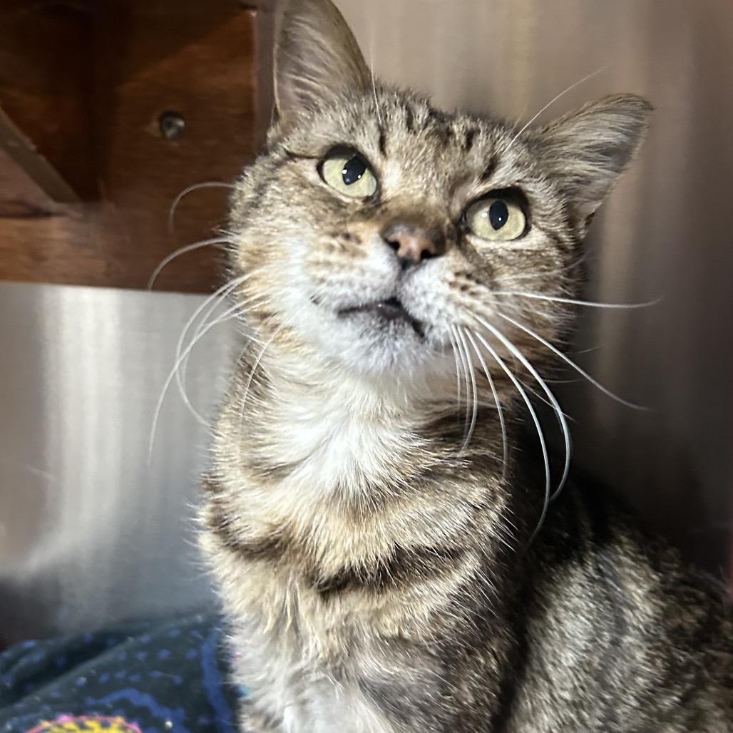 Lint, Adoptable, Senior Female Domestic Short Hair.