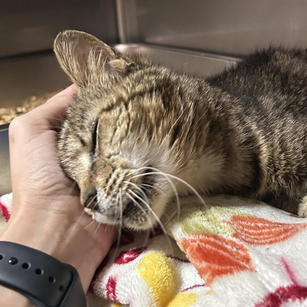 Lint, a Adoptable Domestic Short Hair in Pensacola, FL image 2/6
