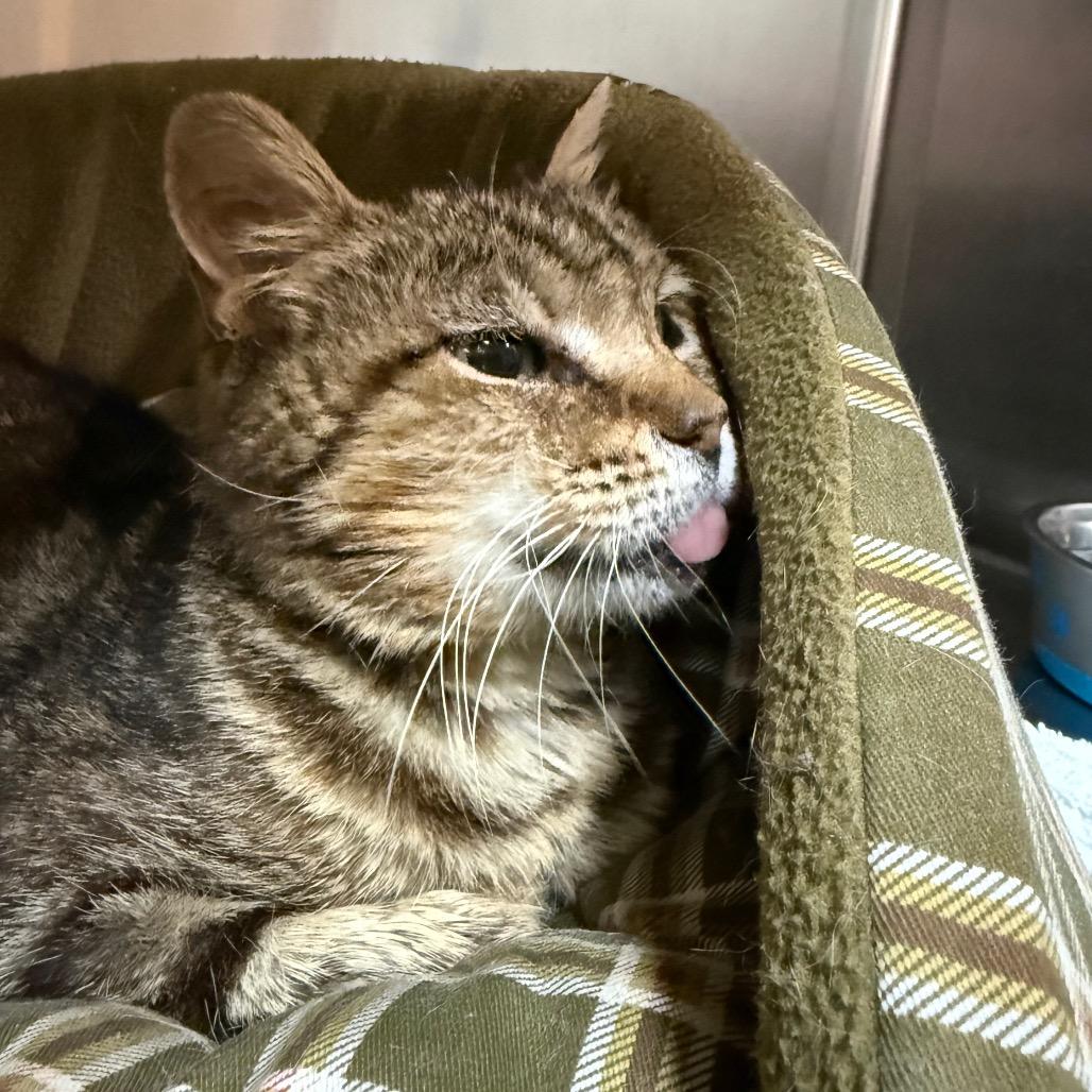 Lint, a Adoptable Domestic Short Hair in Pensacola, FL image 3/6