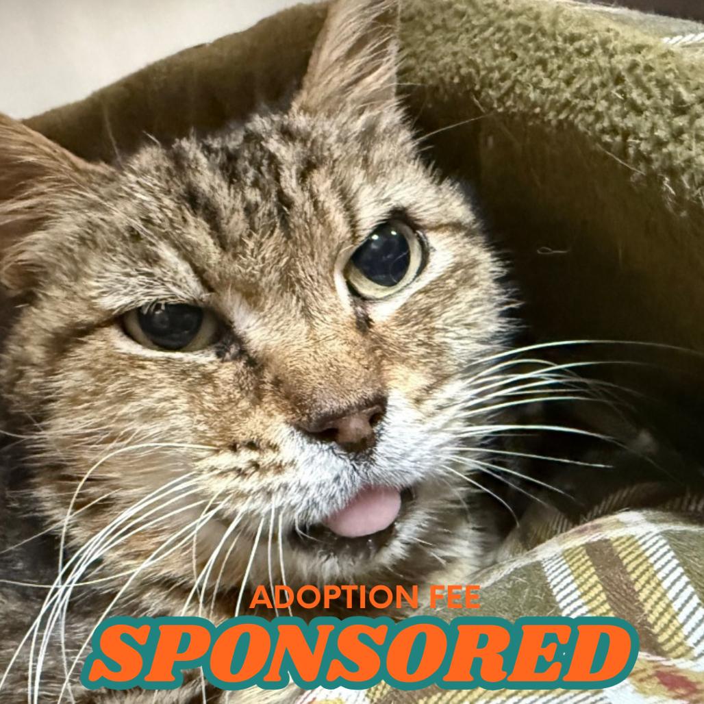 Lint, a Adoptable Domestic Short Hair in Pensacola, FL image 4/6