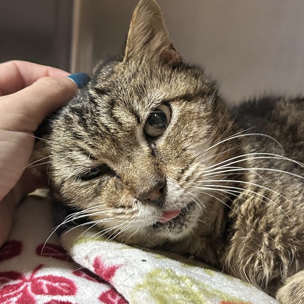 Lint, a Adoptable Domestic Short Hair in Pensacola, FL image 5/6