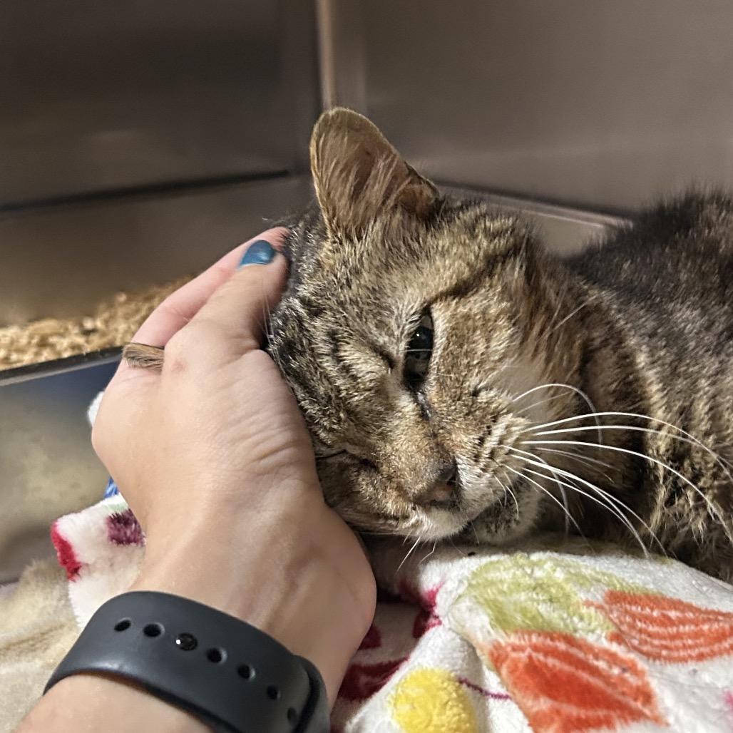Lint, a Adoptable Domestic Short Hair in Pensacola, FL image 6/6