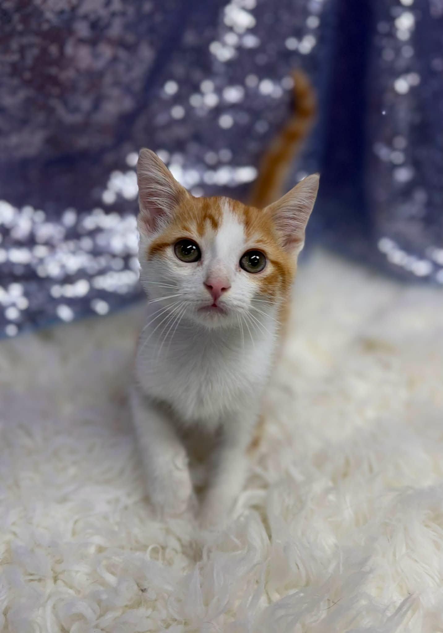 Smash, Adoptable, Young Male Domestic Short Hair.