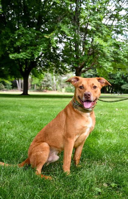 Gary, Adoptable, Adult Male Retriever & Pit Bull Terrier.