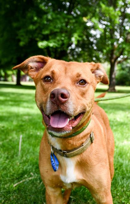 Gary, a Adoptable mixed breed in Yakima, WA image 2/3