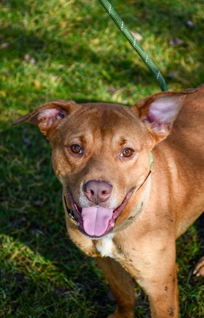Enlarge Gary, a Adoptable mixed breed in Yakima, WA image 1/3