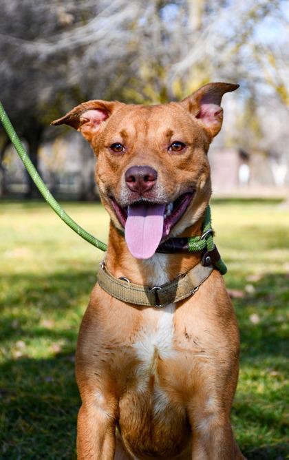 Enlarge Gary, a Adoptable mixed breed in Yakima, WA image 2/3