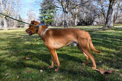 Enlarge Gary, a Adoptable mixed breed in Yakima, WA image 3/3