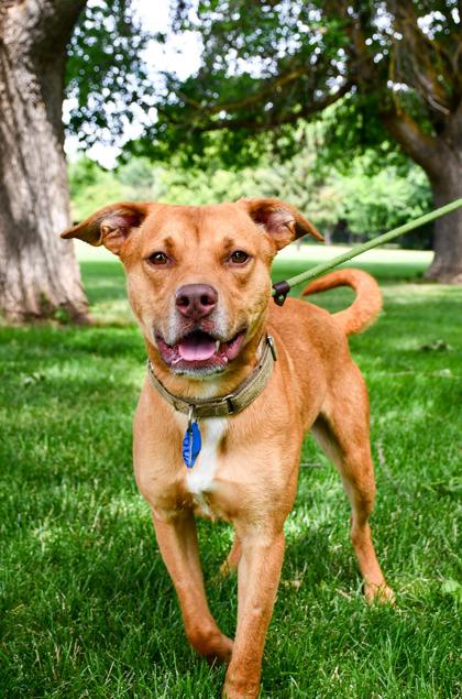 Gary, a Adoptable mixed breed in Yakima, WA image 3/3