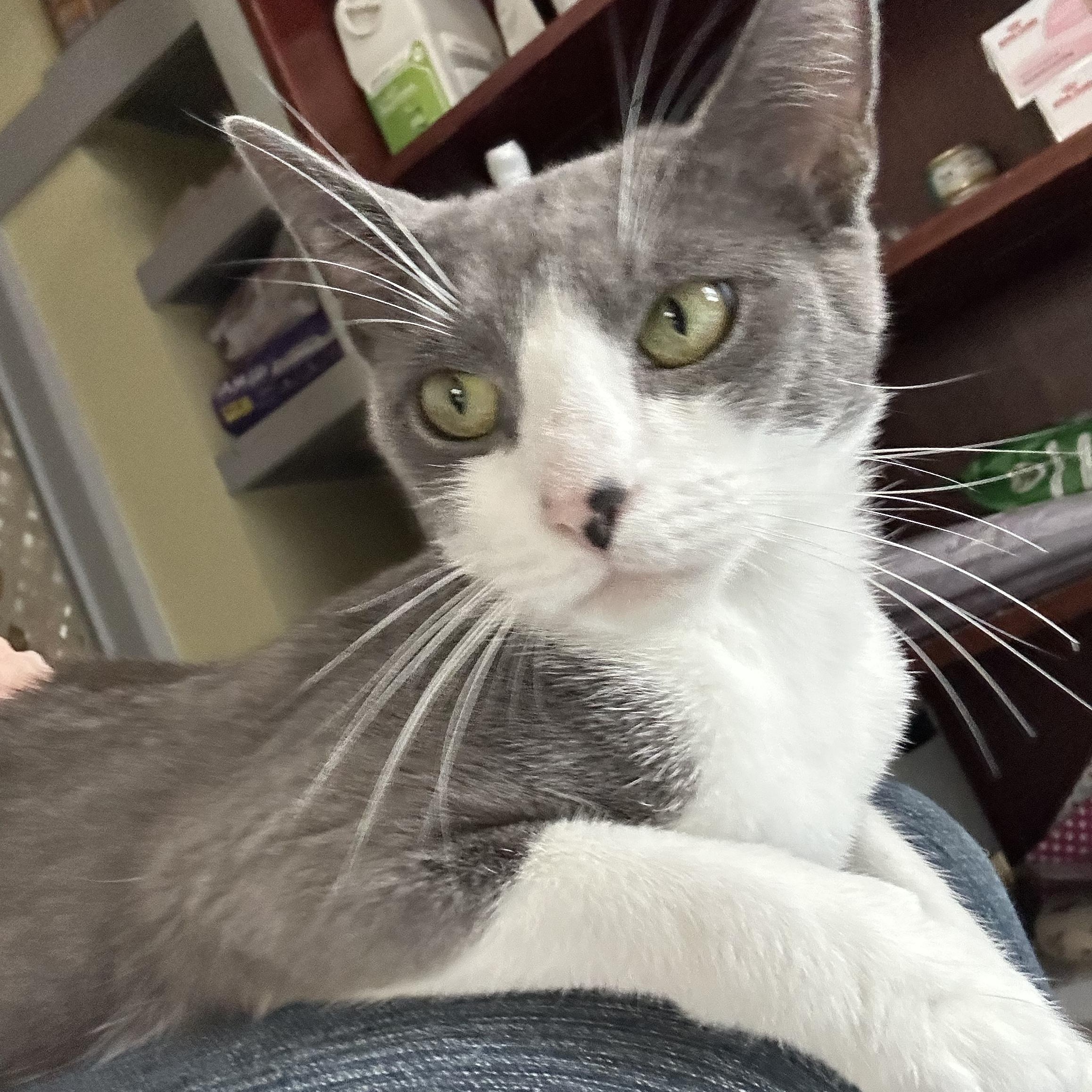 Enlarge Gracie, a Adopted Domestic Short Hair in Mount Rainier, MD image 2/6