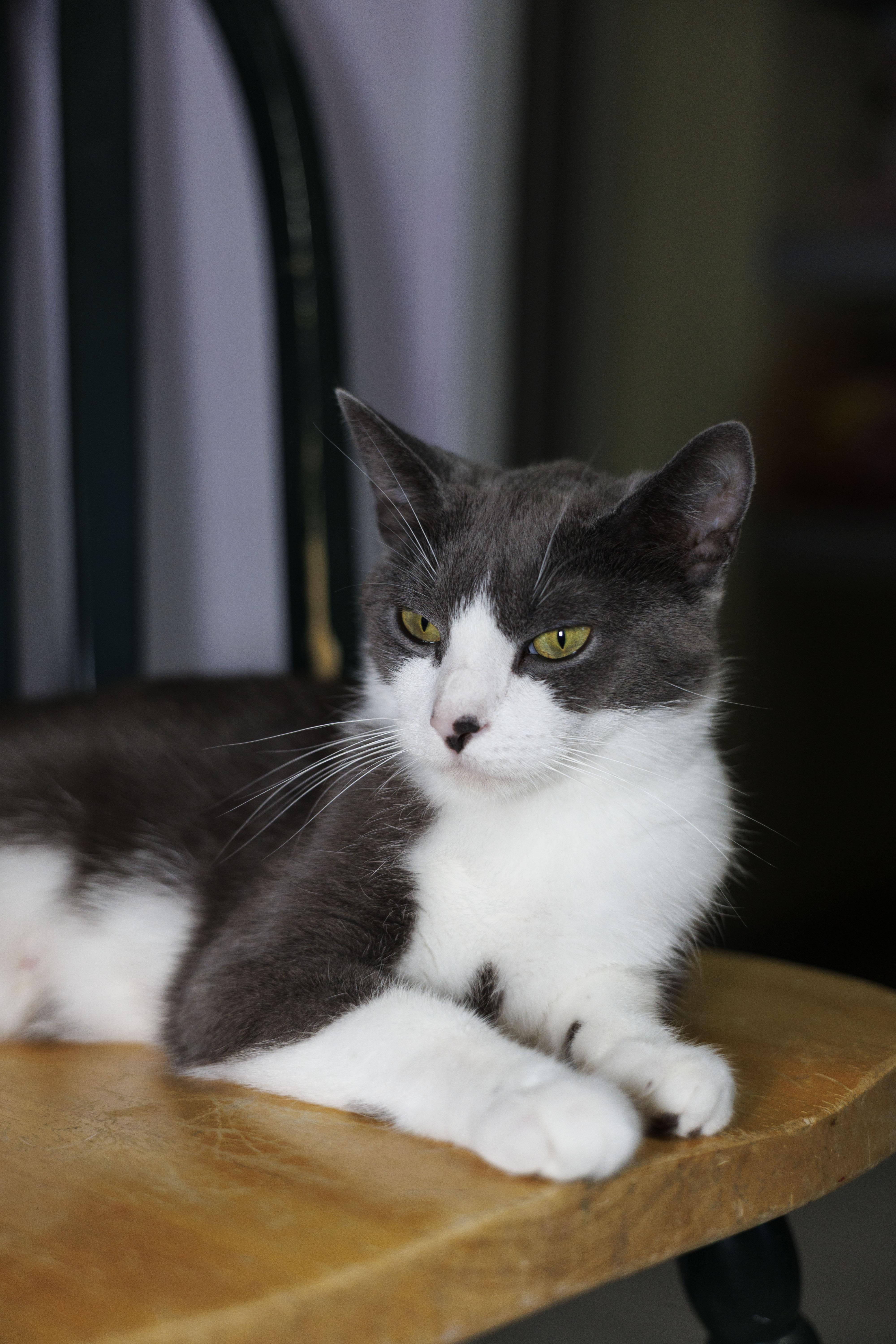 Enlarge Gracie, a Adopted Domestic Short Hair in Mount Rainier, MD image 6/6