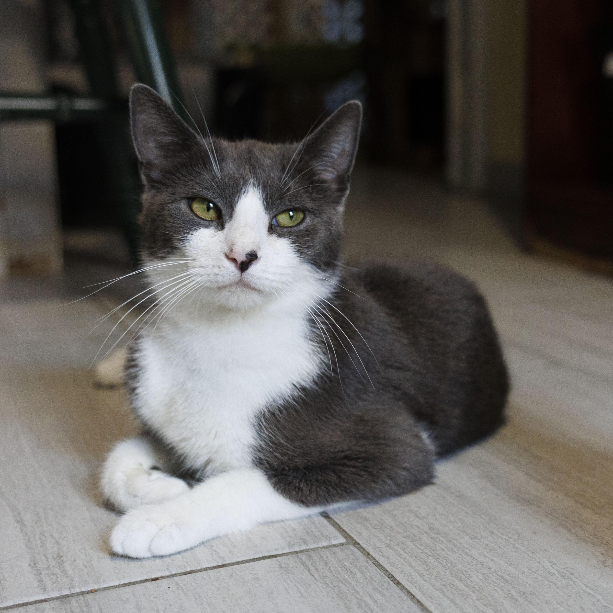 Gracie, Adopted, Young Female Domestic Short Hair.