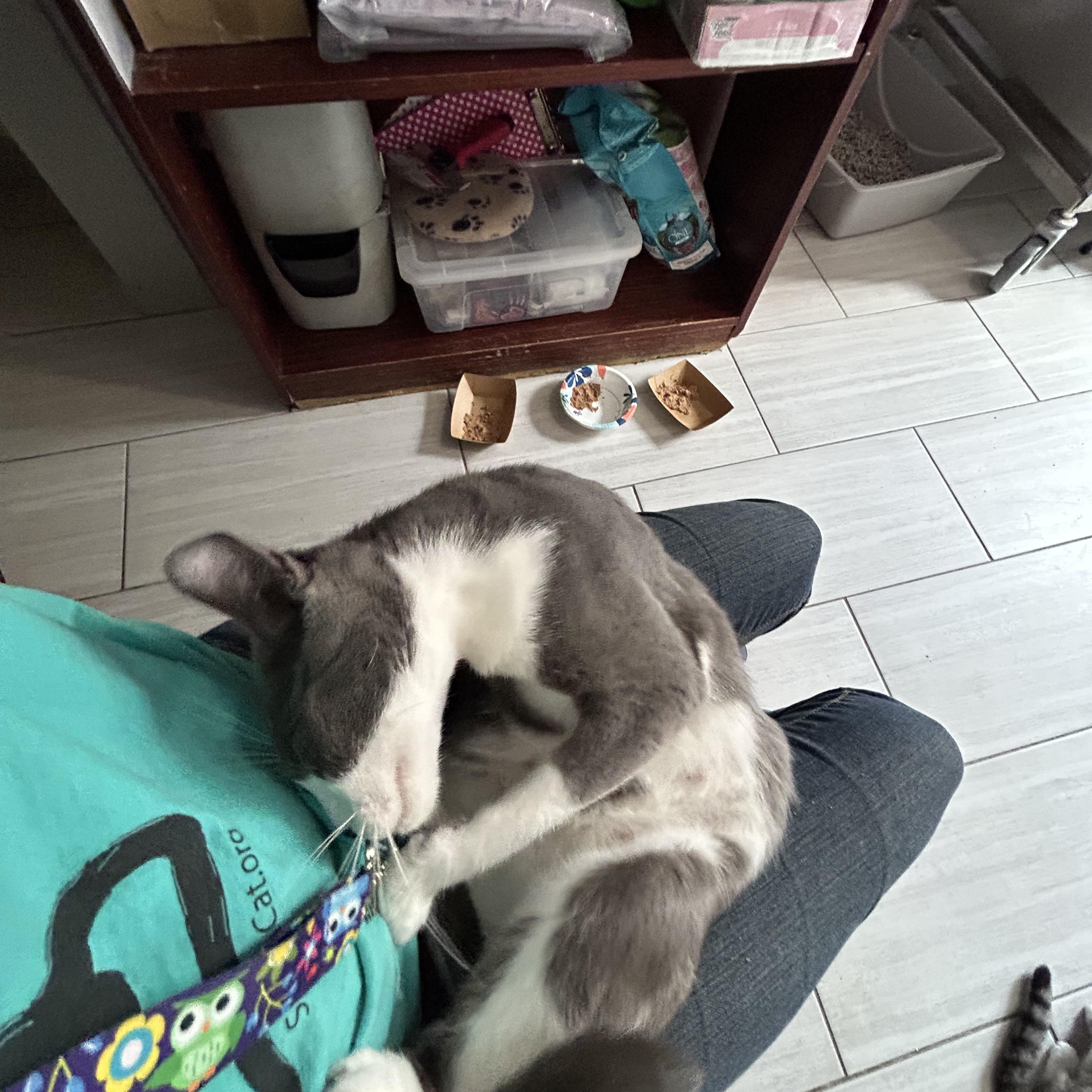 Enlarge Gracie, a Adopted Domestic Short Hair in Mount Rainier, MD image 3/6