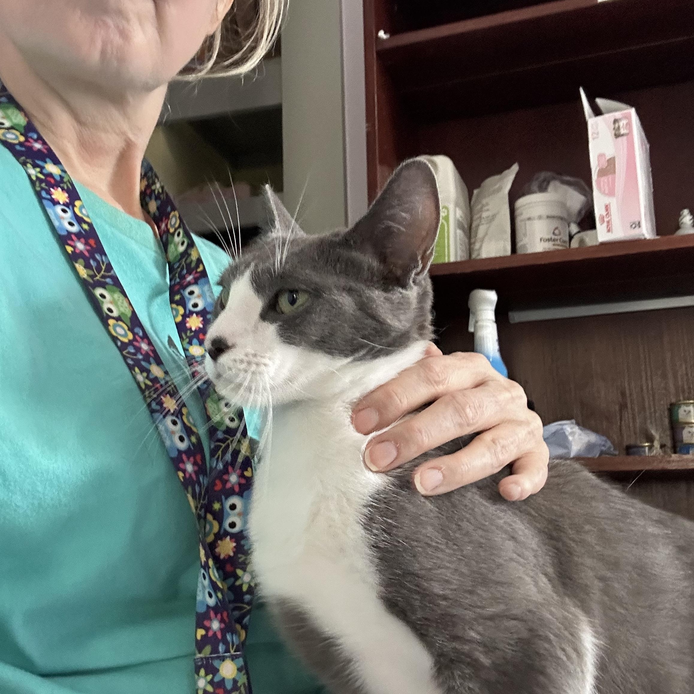 Enlarge Gracie, a Adopted Domestic Short Hair in Mount Rainier, MD image 4/6
