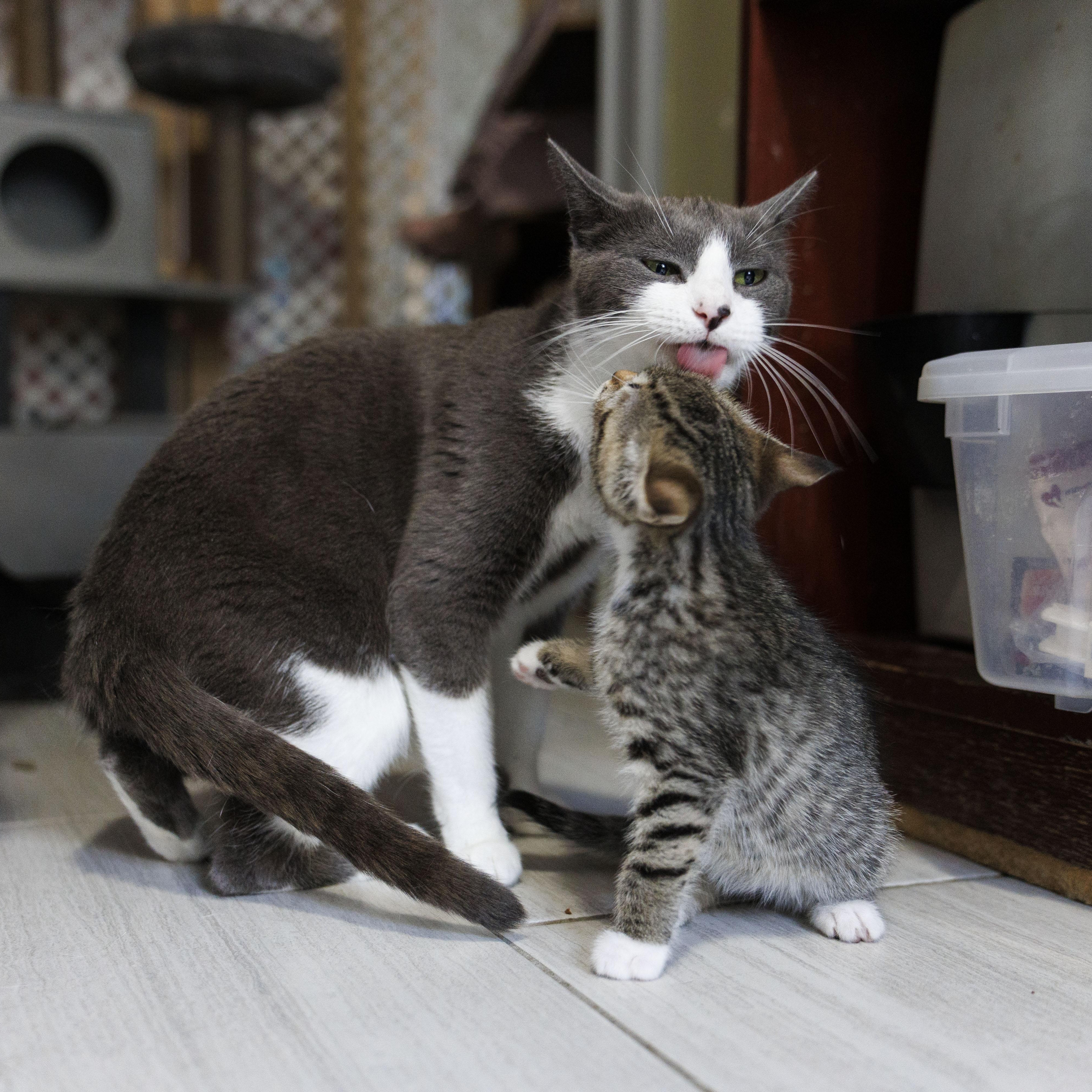 Enlarge Gracie, a Adopted Domestic Short Hair in Mount Rainier, MD image 5/6