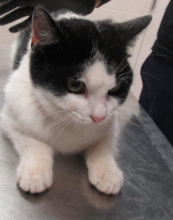 Pearl (666) — thumbnail 3