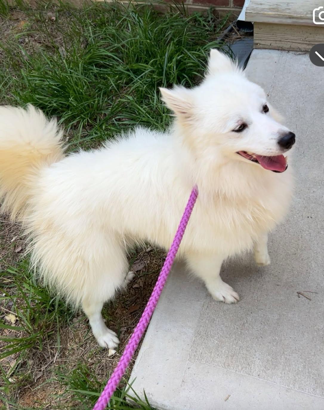 Bobo, Adopted, Young Male American Eskimo Dog.